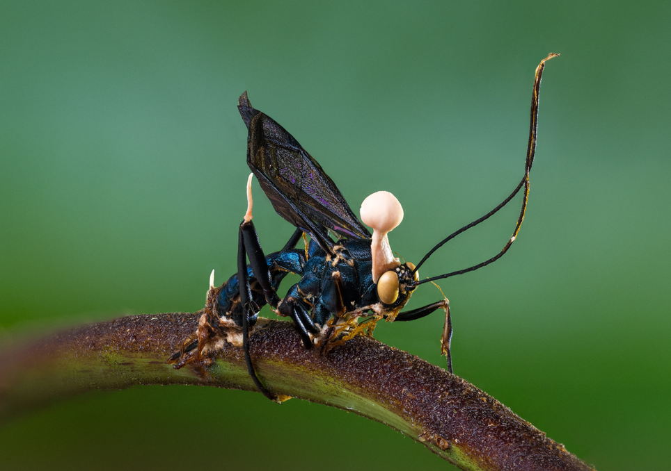 fungo, parasita fungo, parasita