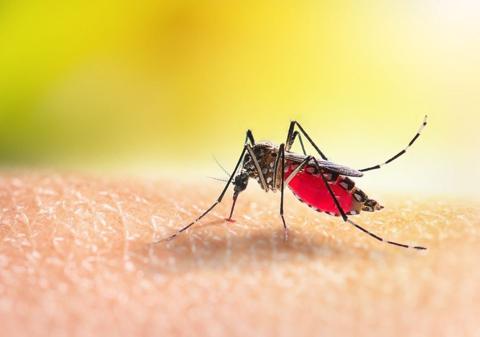 mosquito transmissor da dengue