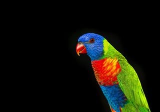 Metamorfose silenciosa: animais e plantas se “transformam” para sobreviver ao aquecimento global