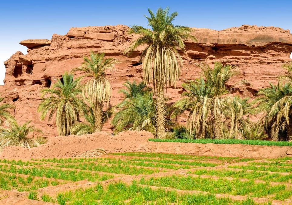 Oásis, Saara Oásis, Saara