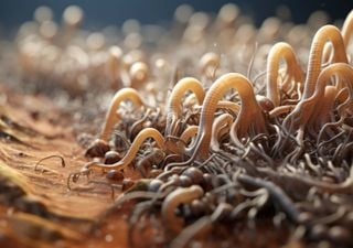 Os parasitas mais estranhos que podem invadir o corpo humano