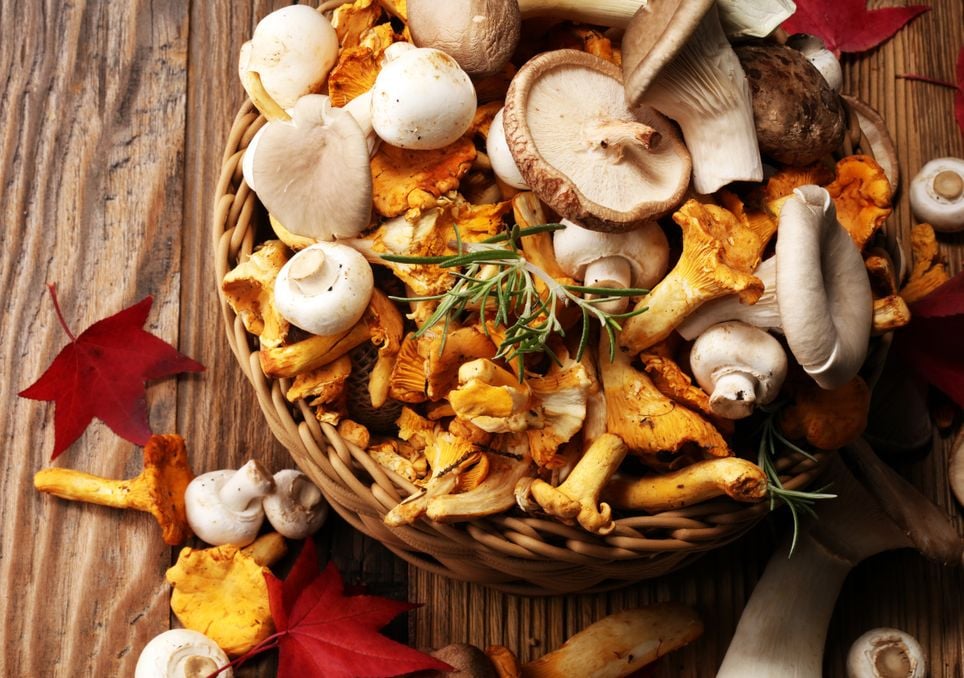 cogumelos cogumelos