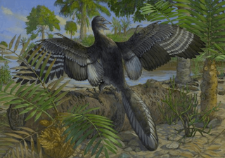Novo fóssil do Archaeopteryx fornece novas pistas sobre a transição dinossauro-ave