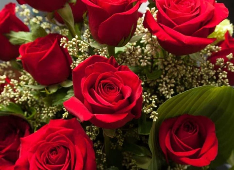 rosas vermelhas rosas vermelhas