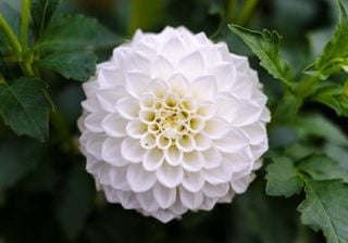 Quer um jardim mais elegante? Veja 10 flores brancas perfeitas para plantar