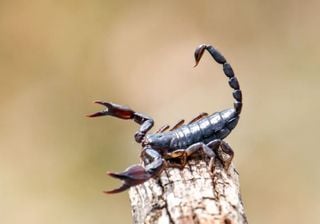 Toxina de escorpião amazônico apresenta potencial para tratar câncer de mama