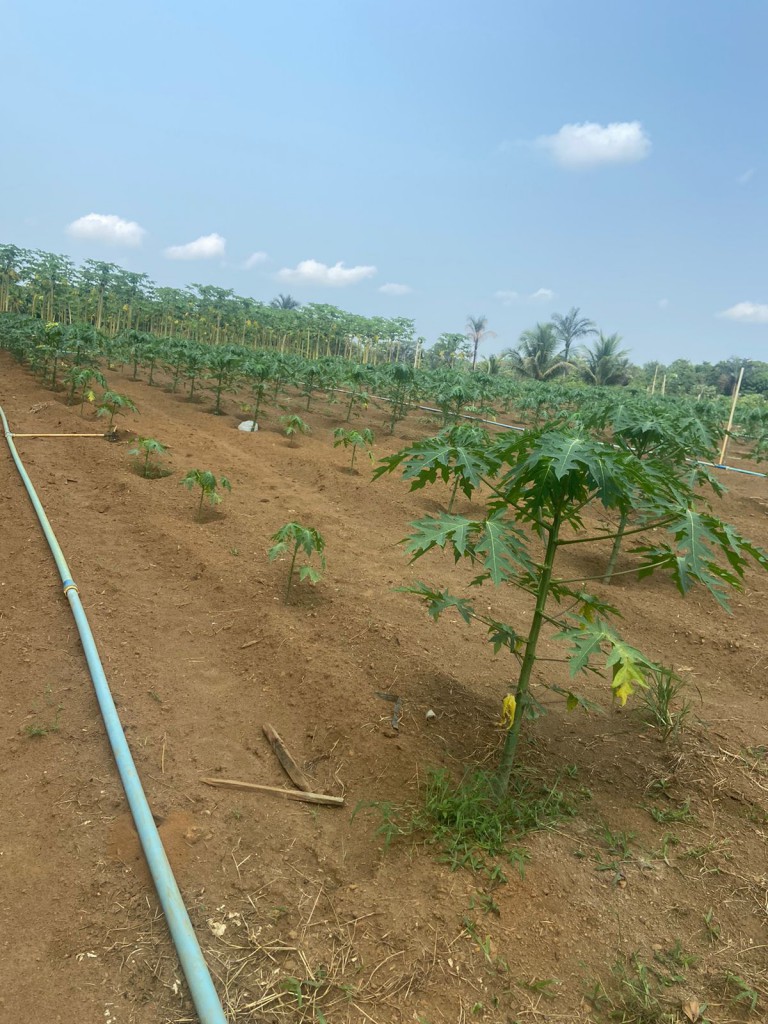 Fapeam Com apoio do Governo do Amazonas, pesquisa investiga perdas na produção de frutas e propõe soluções para reduzir desperdícios