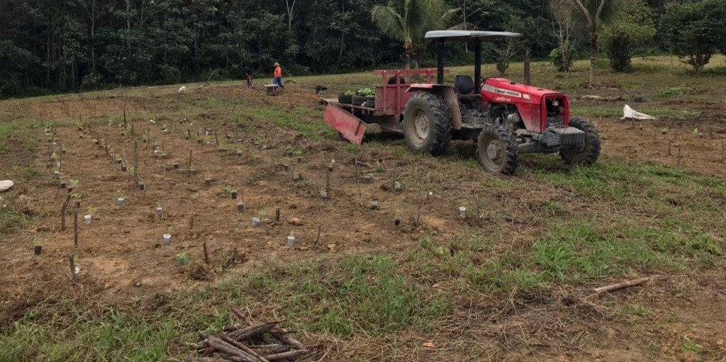 Fapeam Pesquisa aponta alternativas para reduzir perdas causadas por fungos