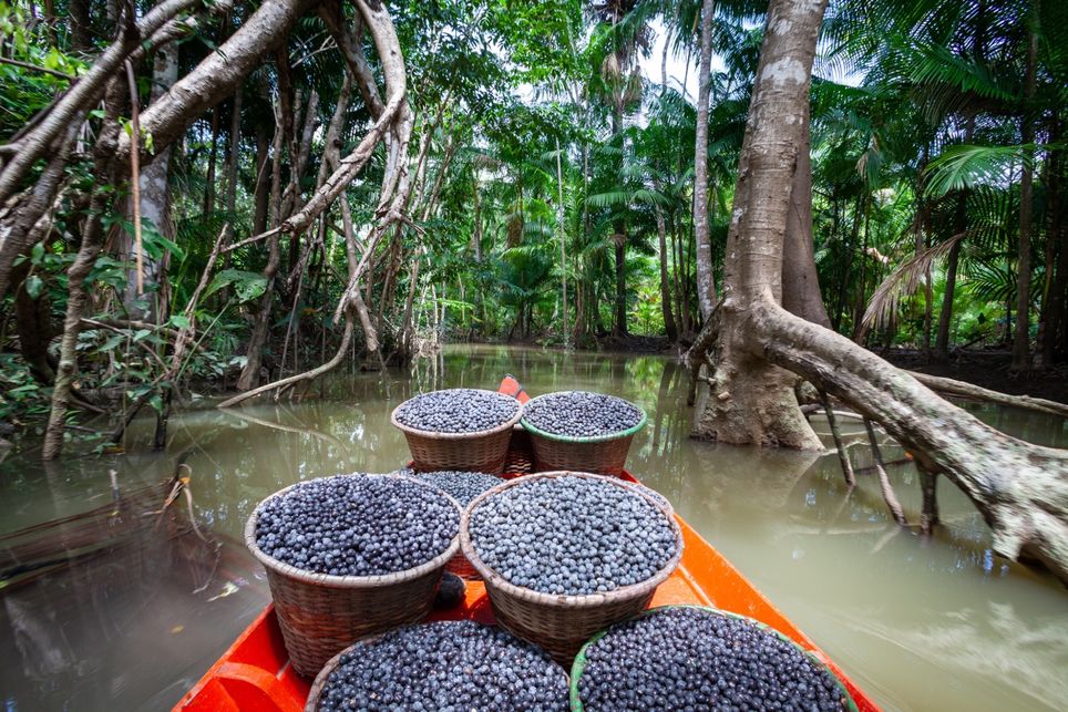 Açaí, amazonas Açaí, amazonas