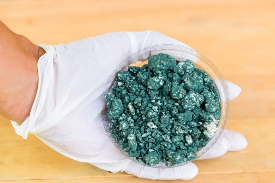 campo, trichoderma campo, trichoderma