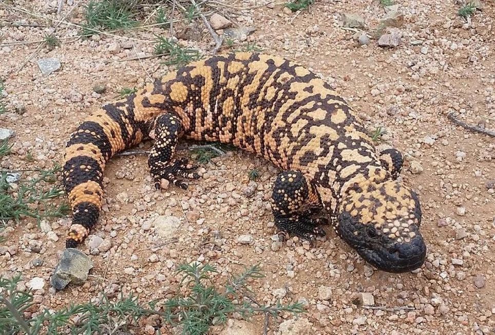 Com aparência robusta e coloração vibrante, o monstro-de-gila é um dos poucos lagartos peçonhentos do mundo. Seu veneno contém moléculas com alto potencial terapêutico.