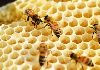 Desenvolvido um 'superalimento' que salva as colônias de abelhas e pode evitar seu colapso