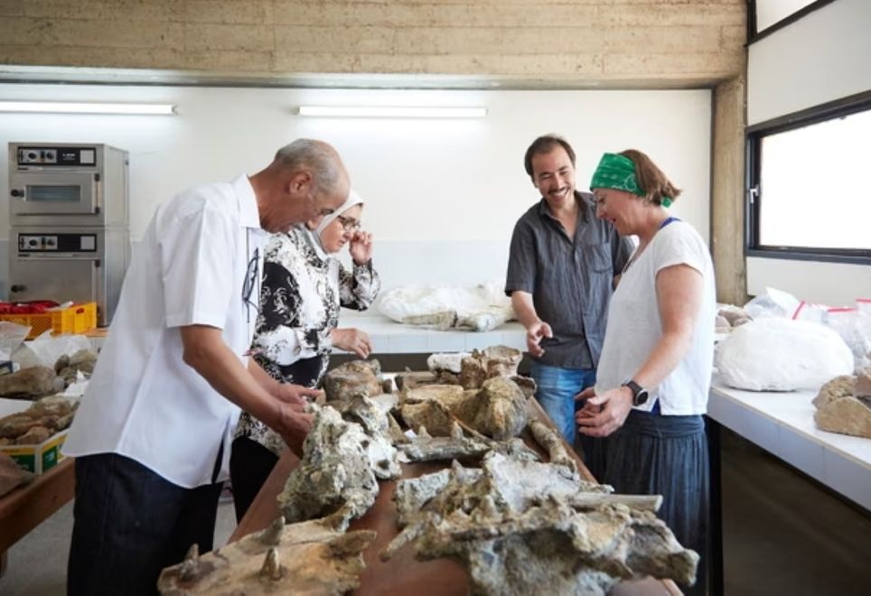 "Pesquisadores investigam a armadura do espécime. Fotografia: Lucie Goodayle / Museu de História Natural de Londres."
