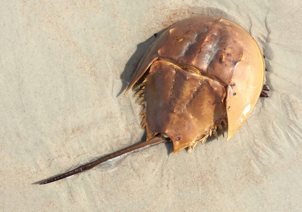 caranguejo-ferradura