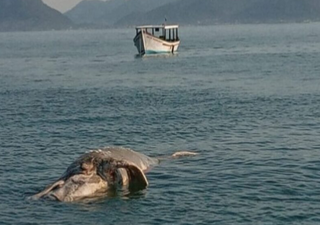 Filhote de baleia-franca encontrado morto em Florianópolis intensifica ações de conservação no litoral