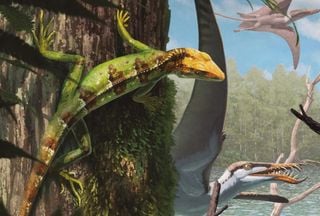 Fóssil dividido há 90 anos revela espécie inédita de réptil do Jurássico