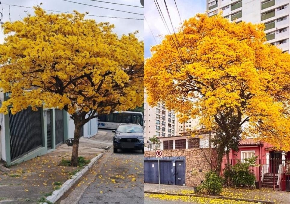 Em São Paulo, ipês florescem antes do tempo e ao mesmo tempo, revelando desequilíbrio no clima e possíveis impactos ambientais futuros. Em São Paulo, ipês florescem antes do tempo e ao mesmo tempo, revelando desequilíbrio no clima e possíveis impactos ambientais futuros.