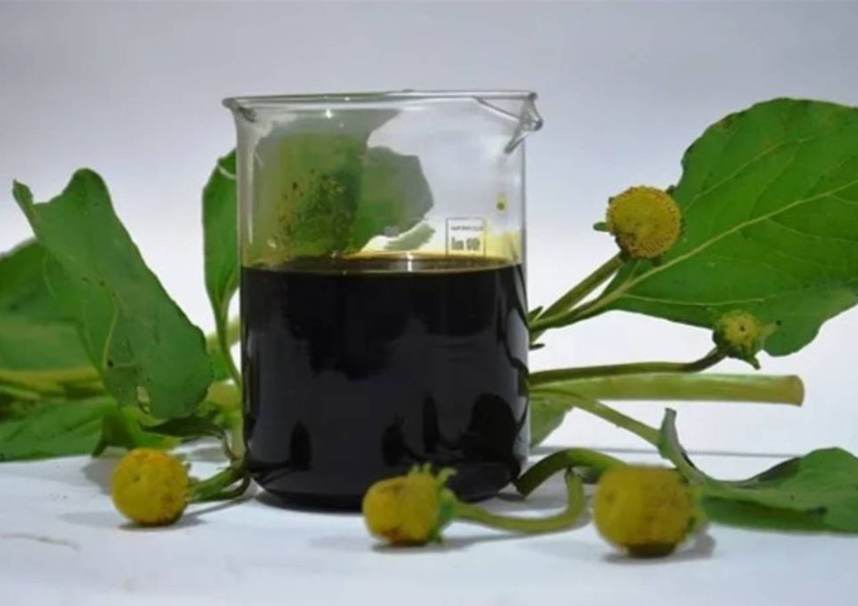 óleo de jambu óleo de jambu