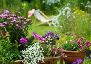 Encha sua varanda de cor: 3 flores que você deve plantar em setembro para um verão deslumbrante