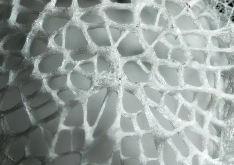 esponjas-de-vidro esponjas-de-vidro