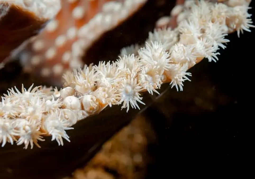 corais negros corais negros