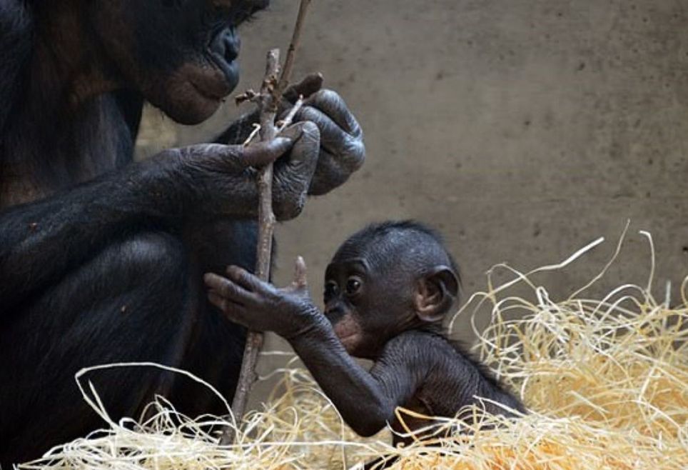 Grandes símios, como esses bonobos, têm cérebros grandes como os humanos e, portanto, podem aprender uma destreza muito habilidosa