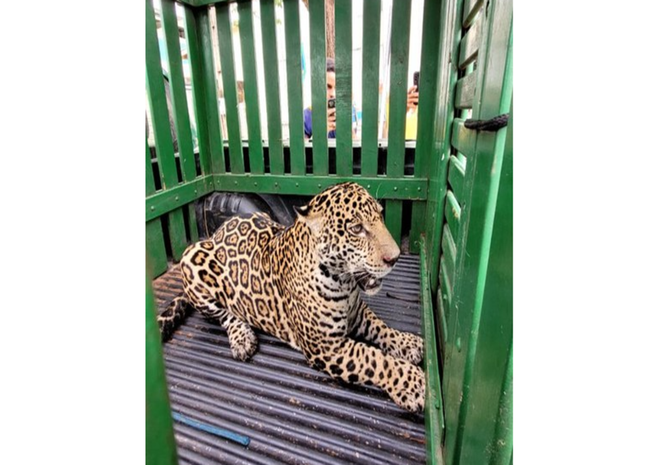 Onça-pintada assustou moradores em RO