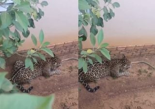 Resgate de onça-pintada em Porto Velho, RO, mobiliza autoridades e alerta sobre desmatamento