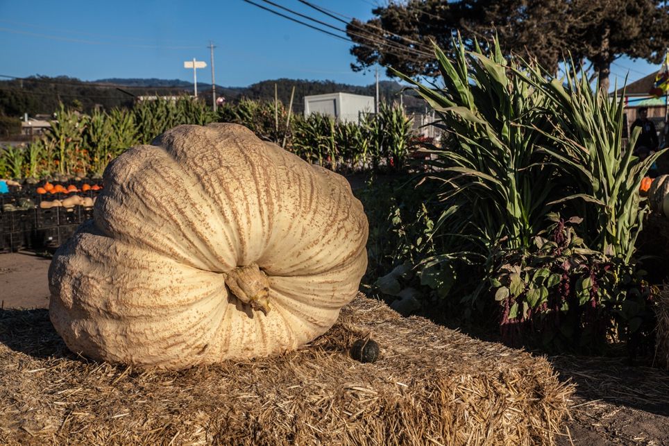 Abóbora, gigante Abóbora, gigante