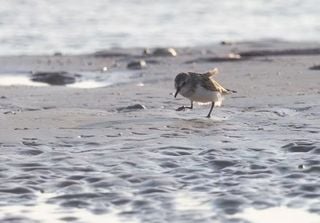Avanço do mar na costa amazônica ameaça aves migratórias, alerta estudo científico