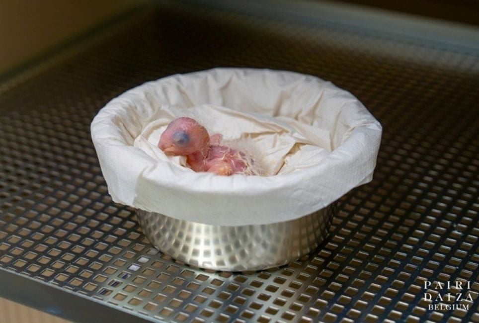 O filhote de ararinha-azul nasceu na Bélgica no dia 21 de setembro – Foto: Divulgação/Pairi Daiza/ND O filhote de ararinha-azul nasceu na Bélgica no dia 21 de setembro – Foto: Divulgação/Pairi Daiza/ND