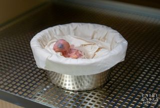 Ave extinta no Brasil renasce a 9 mil km de casa: esperança para a ararinha-azul surge com nascimento inédito na Bélgica