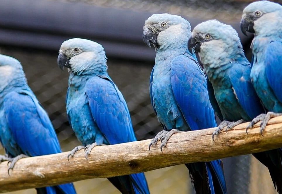 Espécie está extinta na natureza, mas segue viva em cativeiro – Foto: Reprodução/ND Espécie está extinta na natureza, mas segue viva em cativeiro – Foto: Reprodução/ND