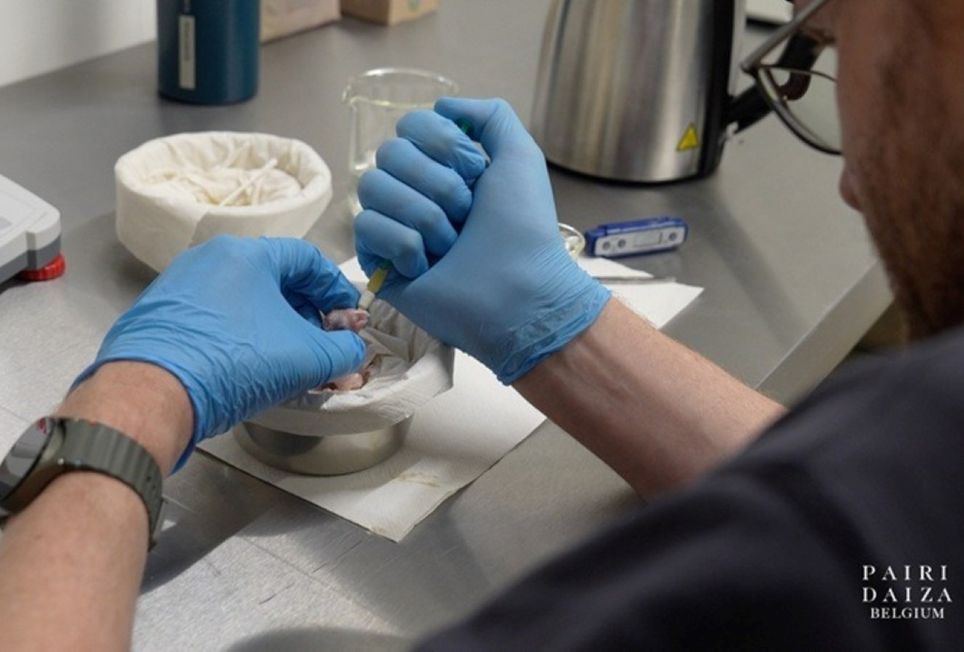 Após 100 ovos não fertilizados, o 101º filhote nasceu – Foto: Divulgação/Pairi Daiza/ND Após 100 ovos não fertilizados, o 101º filhote nasceu – Foto: Divulgação/Pairi Daiza/ND