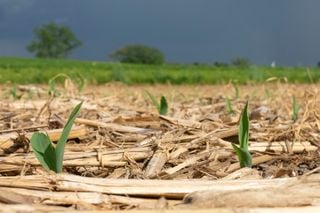 Calor de 40°C à vista: como plantar milho e feijão sem “cozinhar” as sementes
