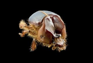 Besouro 'arretado' é descoberto na Caatinga e revela riqueza escondida do sertão baiano