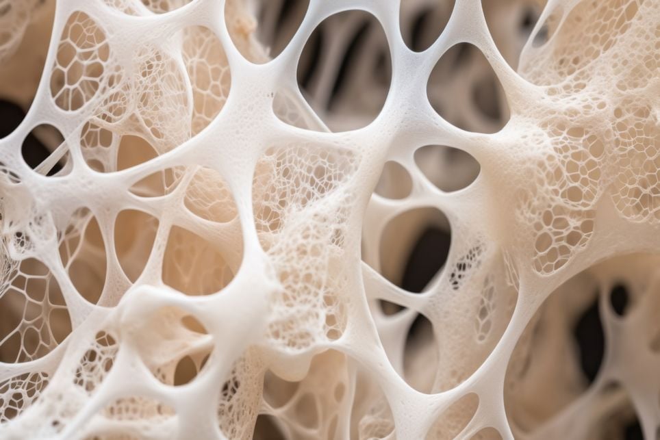 micélio, fungo, carne