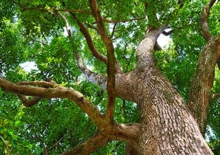 A árvore proibida da China: sua madeira vale mais que ouro e ninguém pode tocá-la