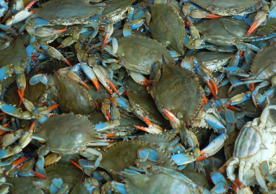 caranguejo azul