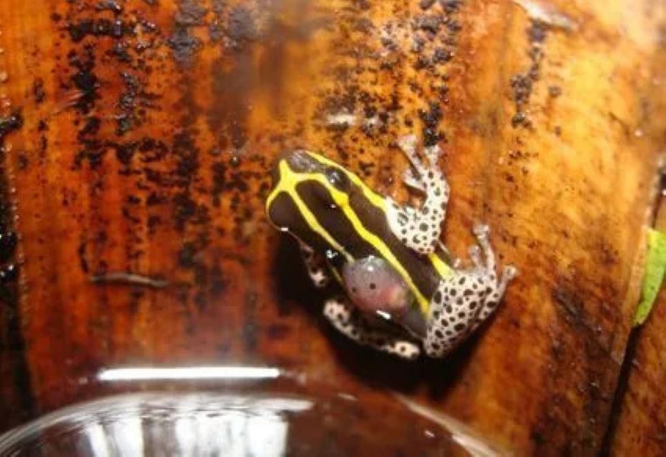 Vivendo dentro de bambus e com um canto único, ela reforça a importância de preservar a biodiversidade Vivendo dentro de bambus e com um canto único, ela reforça a importância de preservar a biodiversidade