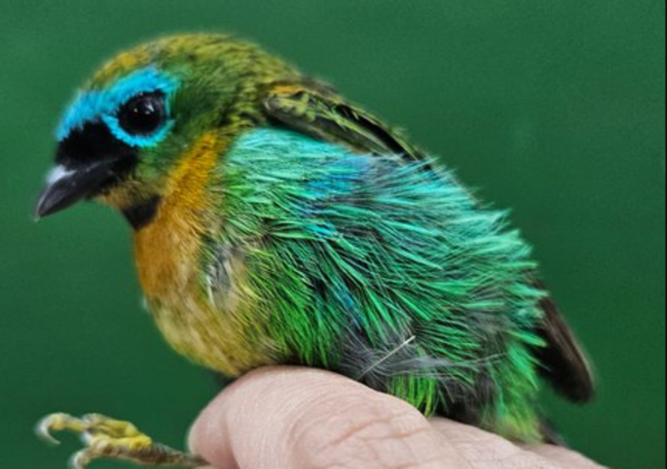 Passageiro foi impedido de levar aves brasileiras ao exterior Passageiro foi impedido de levar aves brasileiras ao exterior