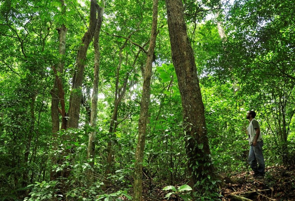 Árvore está localizada no Parque Estadual da Pedra Branca — Foto: Estação Biológica Fiocruz Mata Atlântica (EFMA)