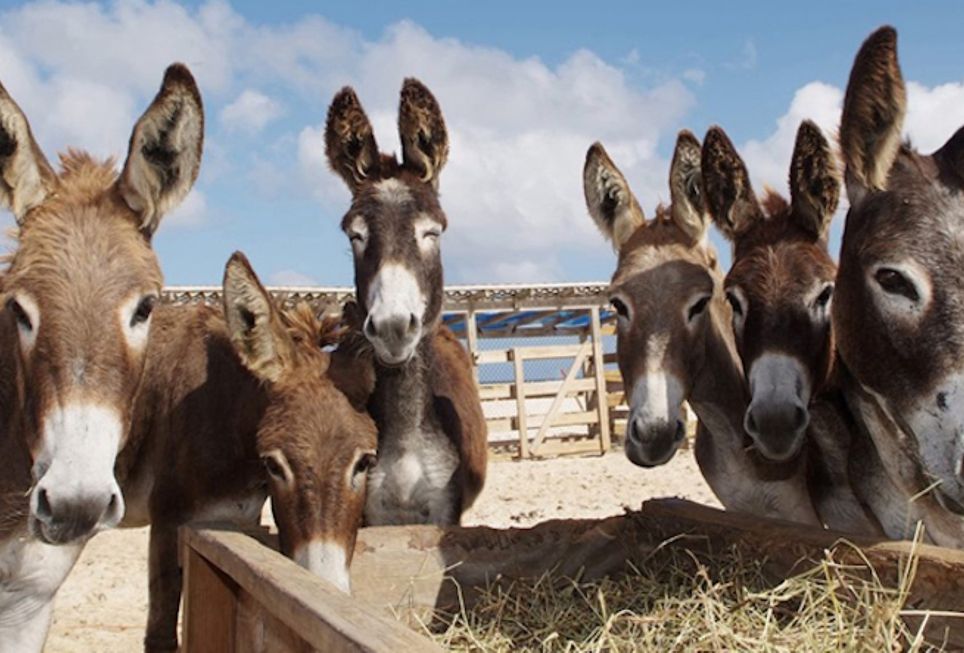 Pesquisa brasileira desenvolve colágeno sintético para substituir o ejiao e evitar o abate de jumentos, símbolo cultural do Nordeste. Pesquisa brasileira desenvolve colágeno sintético para substituir o ejiao e evitar o abate de jumentos, símbolo cultural do Nordeste.