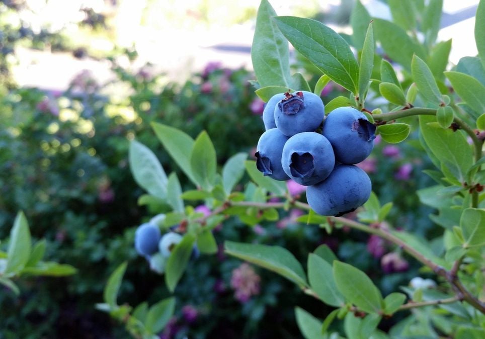 mirtilos, blueberries mirtilos, blueberries