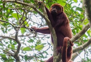 Microplástico é encontrado pela primeira vez na barriga de macacos da Amazônia