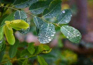 Você não apenas rega suas plantas, elas 'suam': é assim que funciona a evapotranspiração