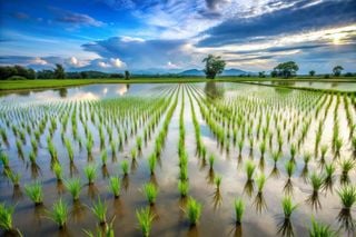 O arroz tem culpa? Cultivo tradicional emite mais gases do que você imagina, aponta estudo