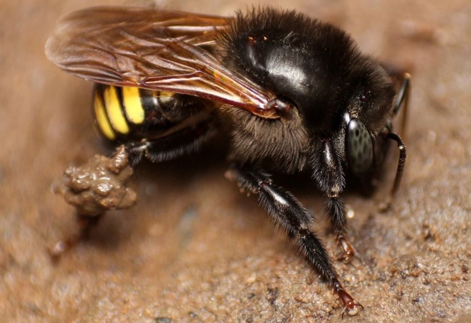 Um dos méis testados foi o da mandaçaia (Melipona quadrifasciata). Crédito: Lucas Rubio/iNaturalist Um dos méis testados foi o da mandaçaia (Melipona quadrifasciata). Crédito: Lucas Rubio/iNaturalist