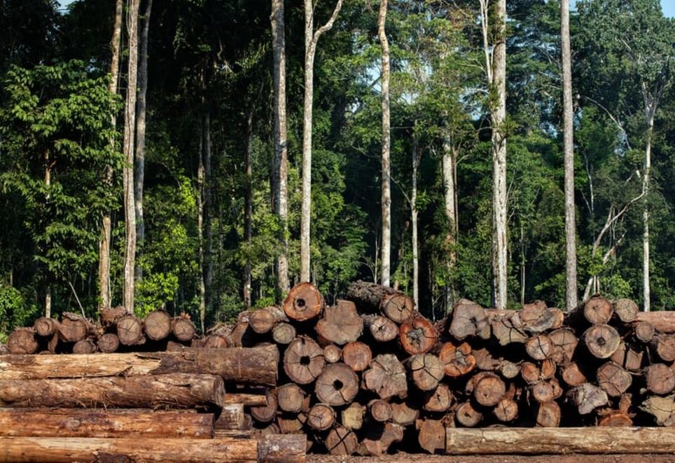 Pilhas de toras de madeira em área de exploração no Pará. Quase metade da extração no estado entre 2023 e 2024 ocorreu sem autorização ambiental. Crédito: Imazon Pilhas de toras de madeira em área de exploração no Pará. Quase metade da extração no estado entre 2023 e 2024 ocorreu sem autorização ambiental. Crédito: Imazon