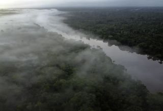 Terras Indígenas são escudo contra doenças na Amazônia, mas floresta precisa estar preservada, revela estudo